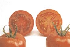 differenza tra pomodoro con licopene alto e pomodoro standard
